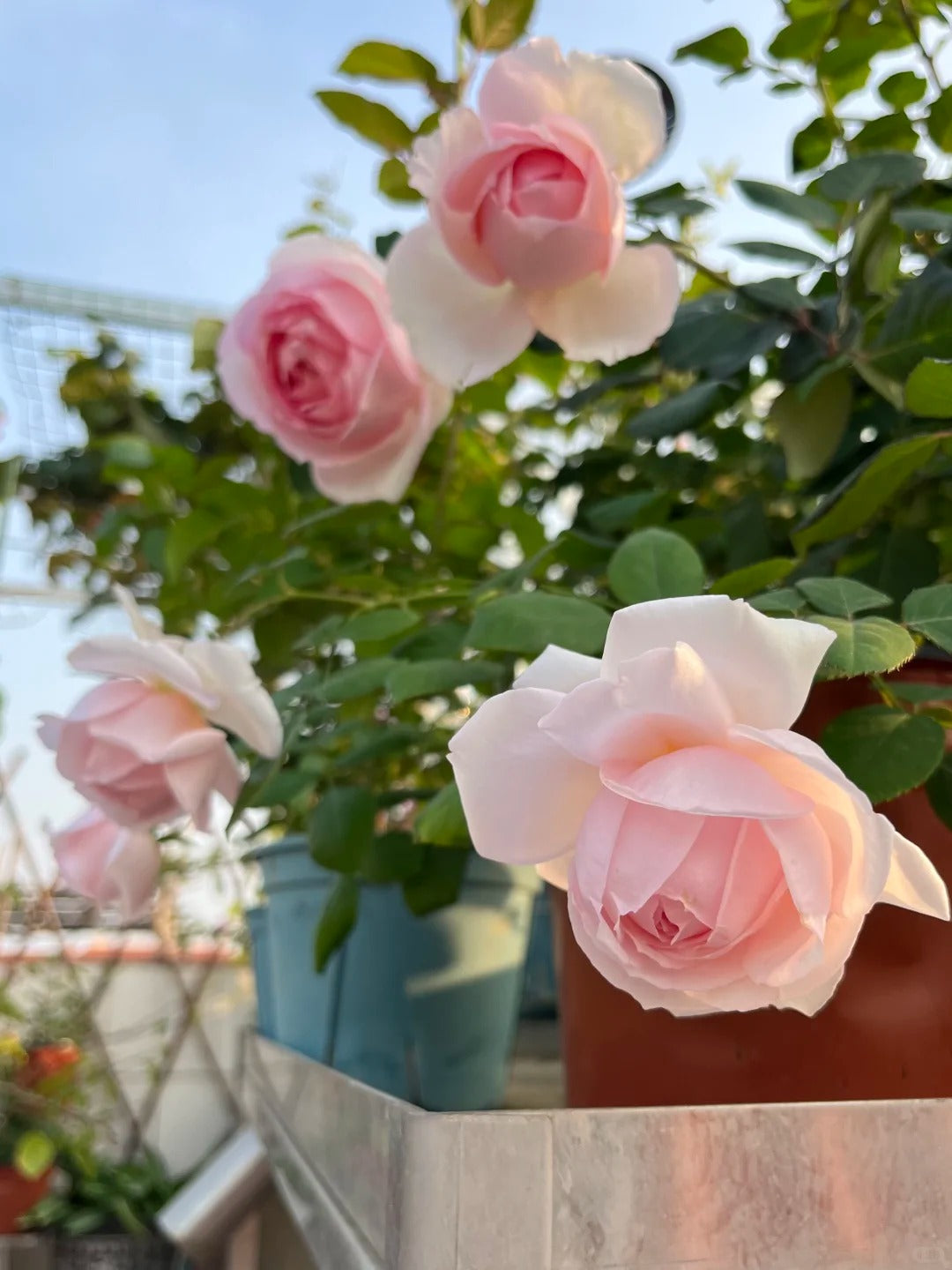 Rose   ‘  yanzi ’ 妍姿