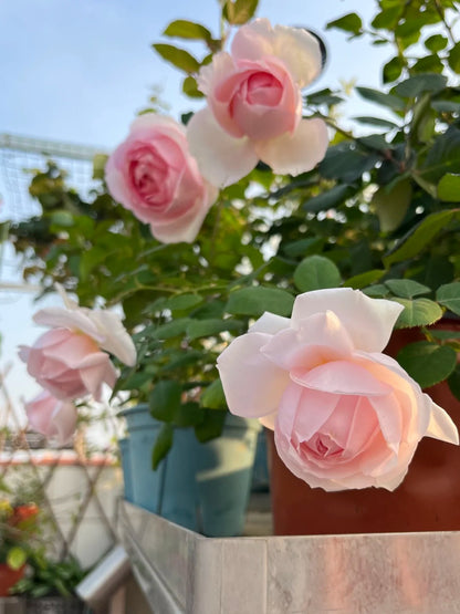 Rose   ‘  yanzi ’ 妍姿