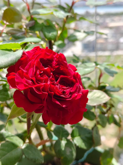 Rose  ' Hearts | 心跳红梅拉