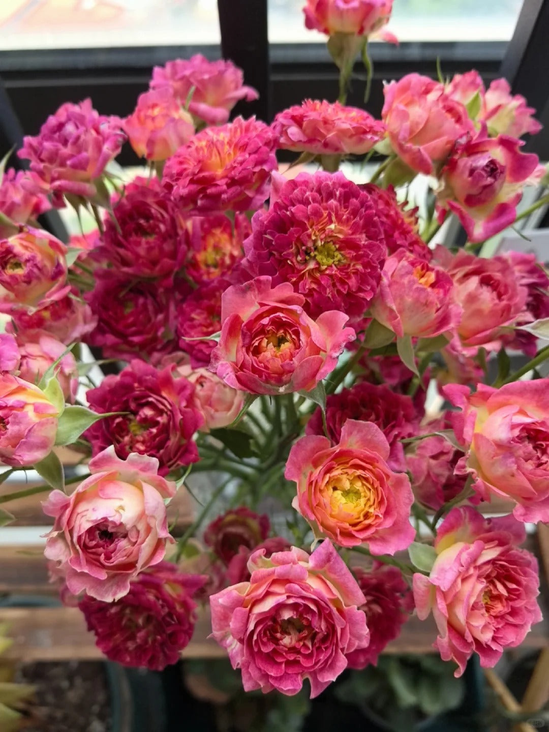 Rose  ' LOTUS  |  Sea Anemone   | 海葵四号