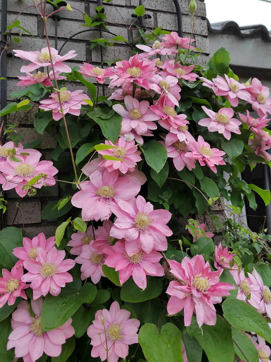 Clematis ‘’Little Mermaid | 小美人鱼‘’