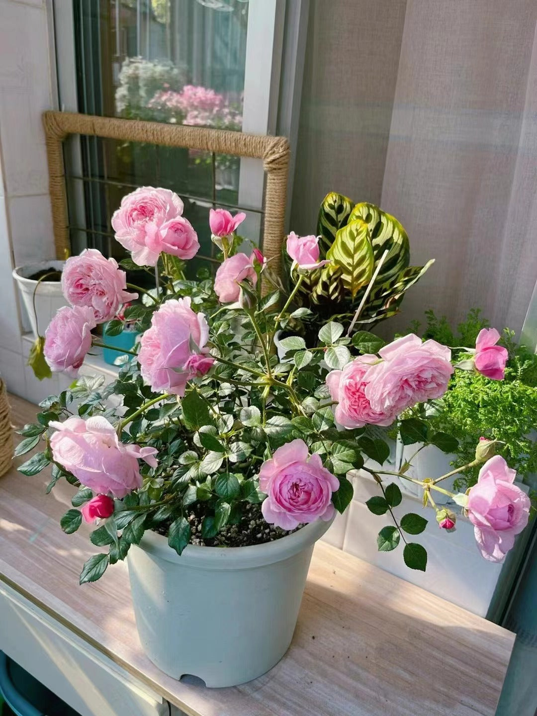 Rose 'Fée Clochette | フェクロシェット｜铃之妖精  '