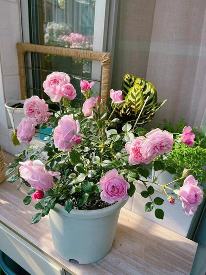 Rose 'Fée Clochette | フェクロシェット｜铃之妖精  '