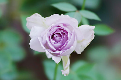 Rose ‘ Lucifer｜ルシファー | 光の天使 | 路西法