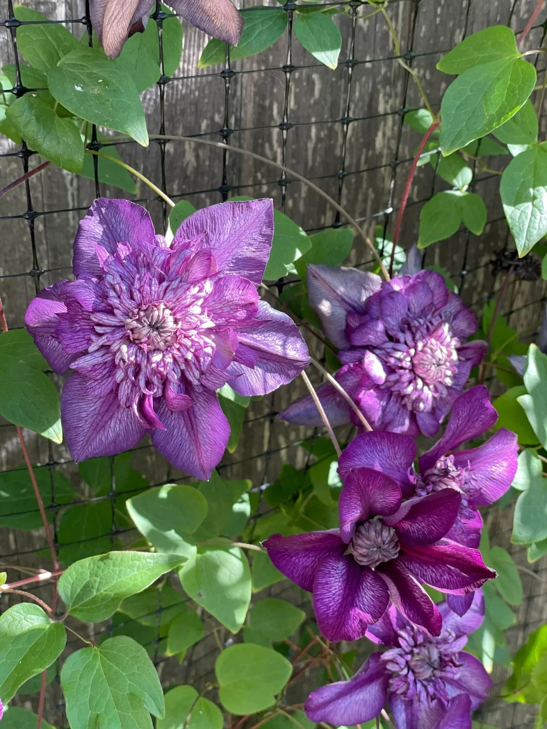 Clematis ‘Cassis’| 卡西斯