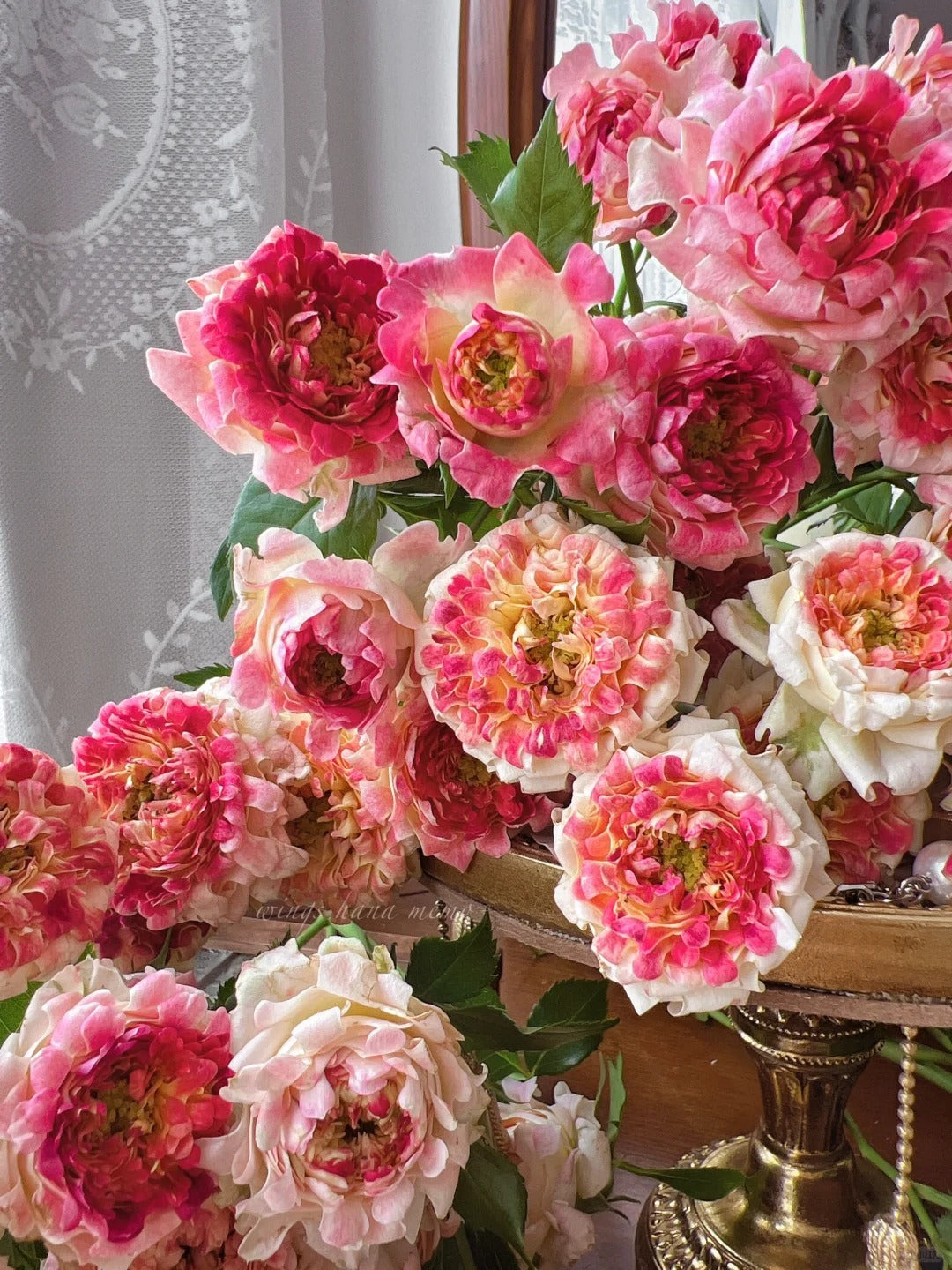 Rose  ' LOTUS  |  Sea Anemone   | 海葵四号