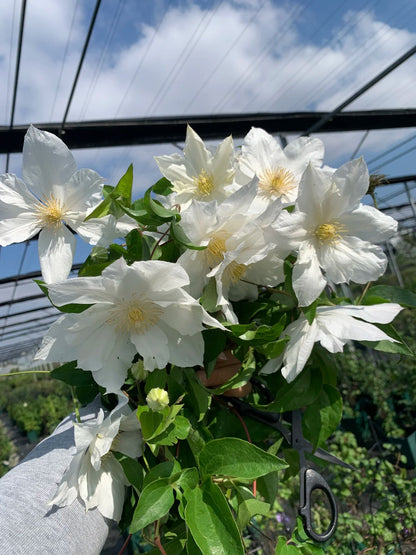 Clematis  ’ Isago |  伊萨哥