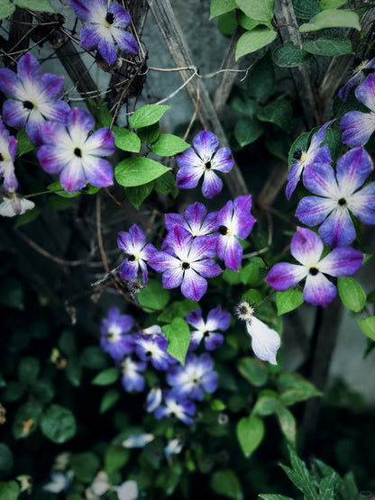 Clematis ' Downpour | 倾盆大雨