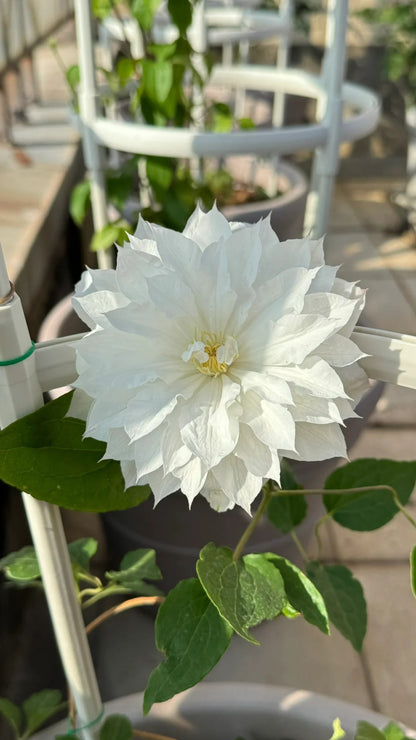 Clematis  ’ Isago |  伊萨哥