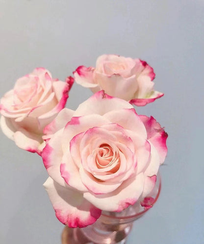 Rose 'Reflex | 折射泡泡 '
