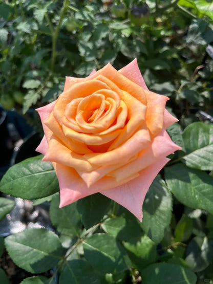 Rose  ‘  Shimmer  ’  微光