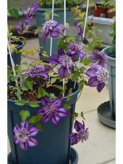 Clematis ‘Cassis’| 卡西斯