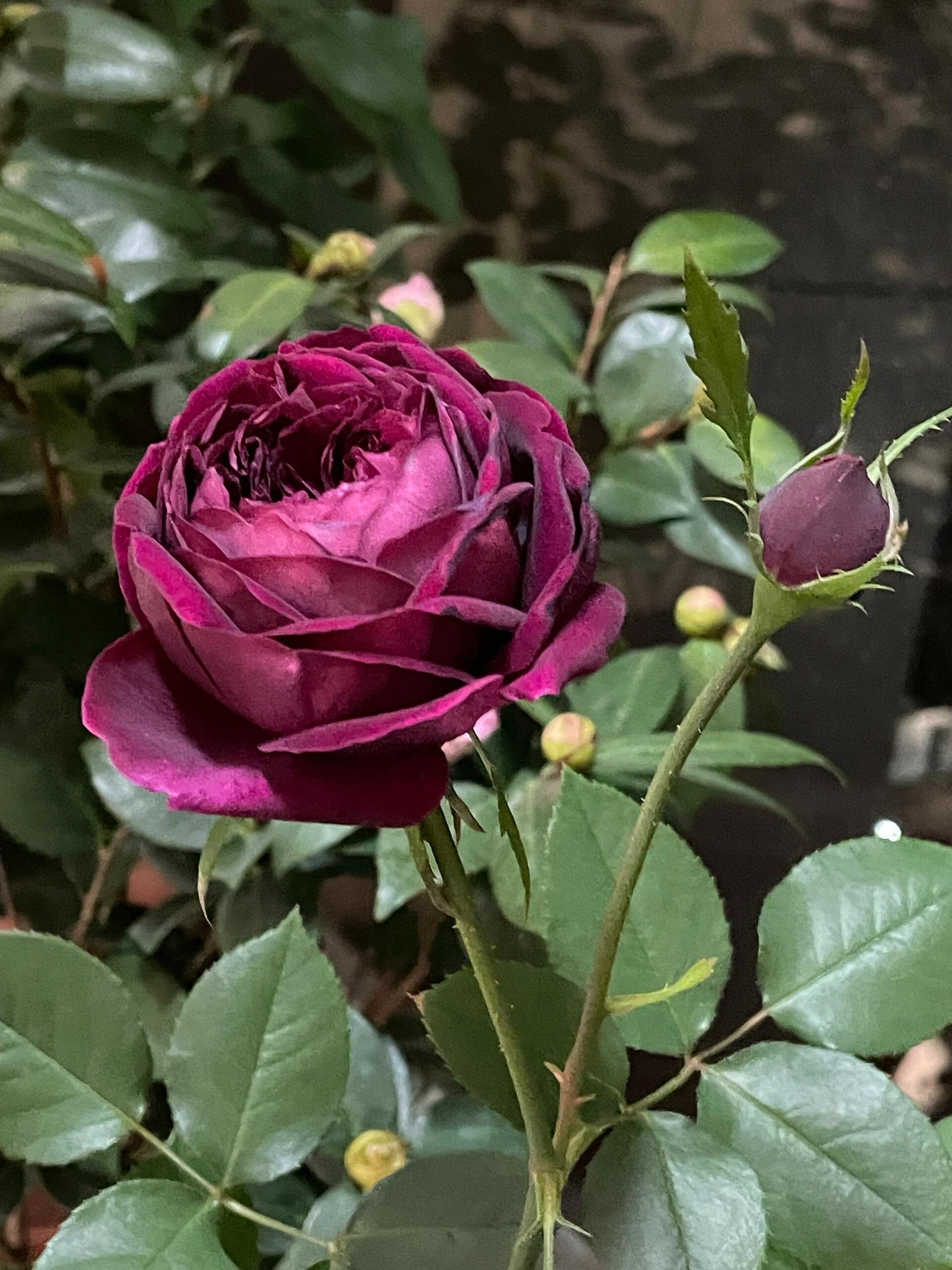 Rose  ‘ Royale | ロワイヤル | 皇宫 ’