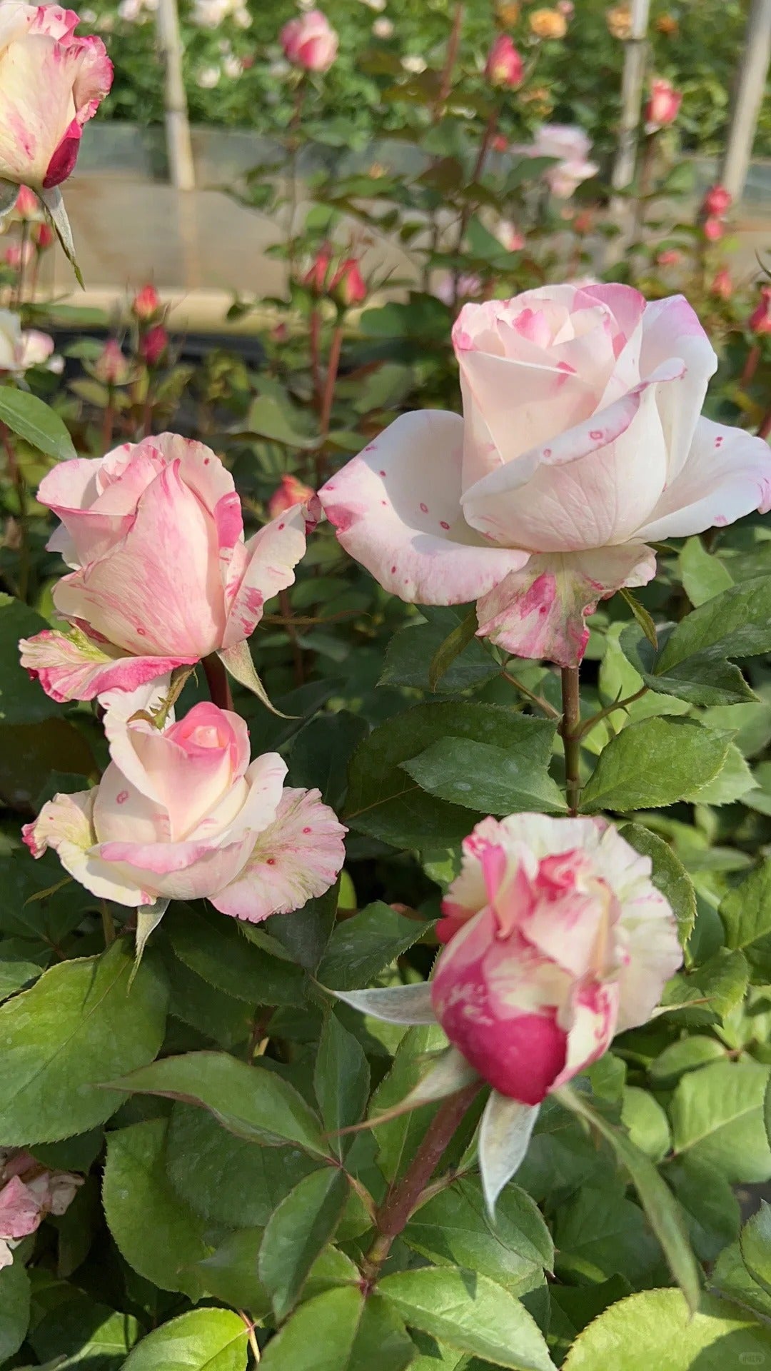 Rose ‘Nishang’ 霓裳
