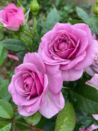 Rose 'Lavender Veranda｜薰衣草门廊'