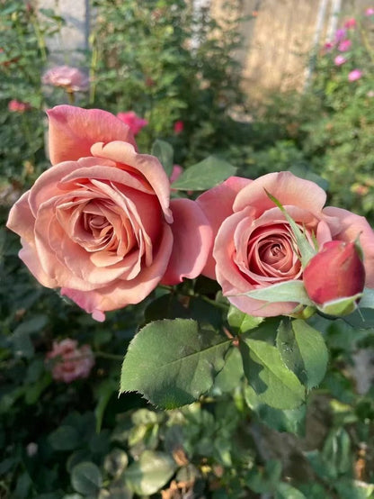 Rosa 'Koko Loko  | 可可洛可  '