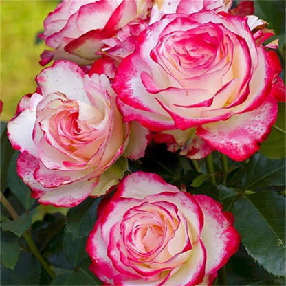 Rose   ‘ Jubilé du Prince de Monaco ’  摩纳哥公爵