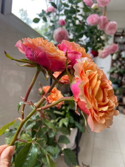 Rose  ‘   Cherry Brandy |  チエリ-プランデ- ’  樱桃白兰地