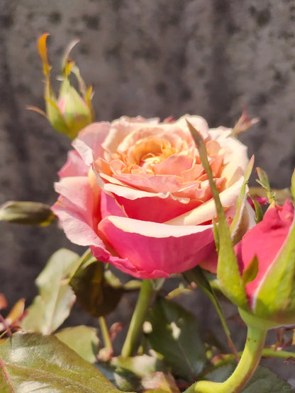 Rose  ‘   Cherry Brandy |  チエリ-プランデ- ’  樱桃白兰地