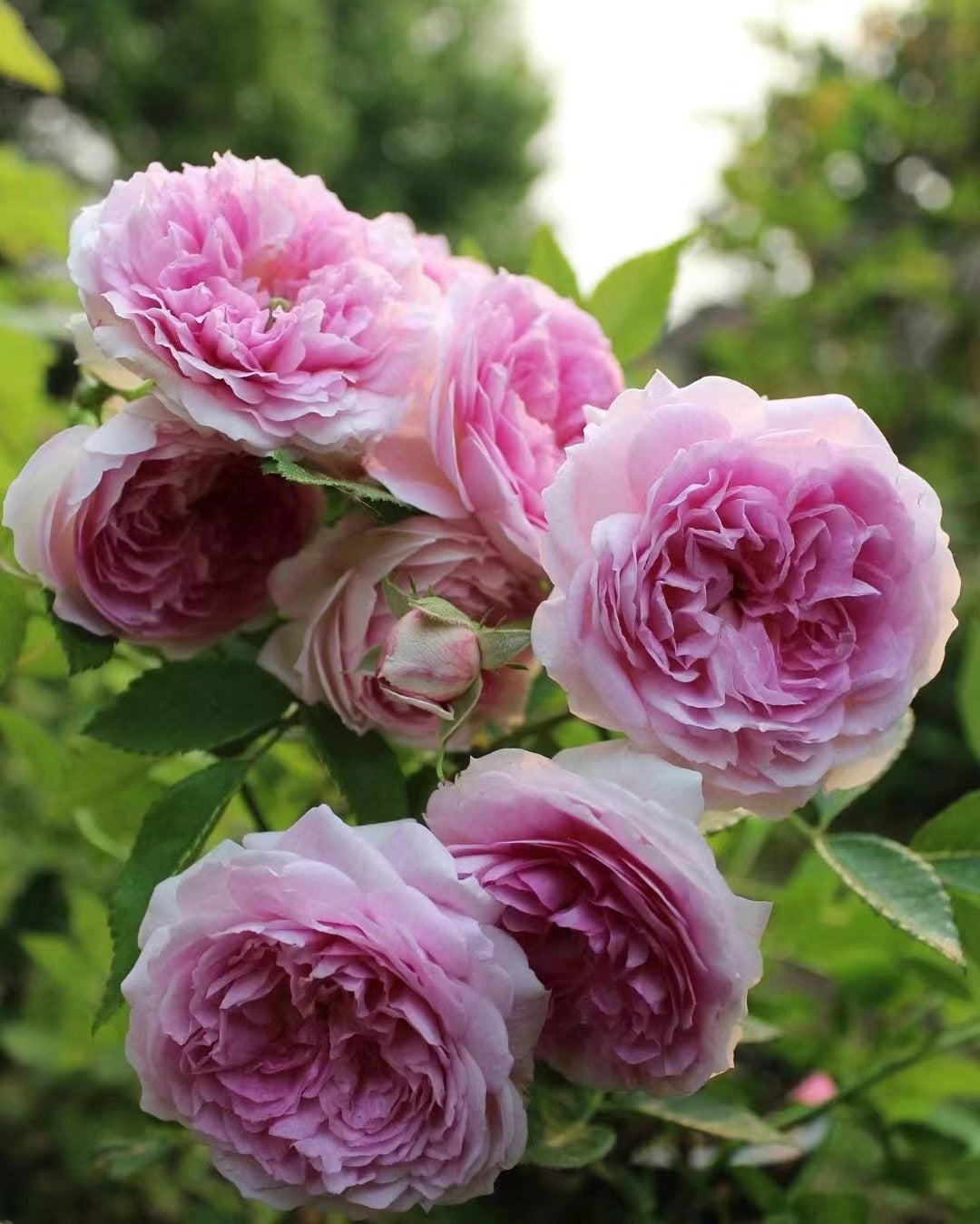 Rose 'Aunt Margy's | 拇指姑娘 | 麻吉婶婶 '