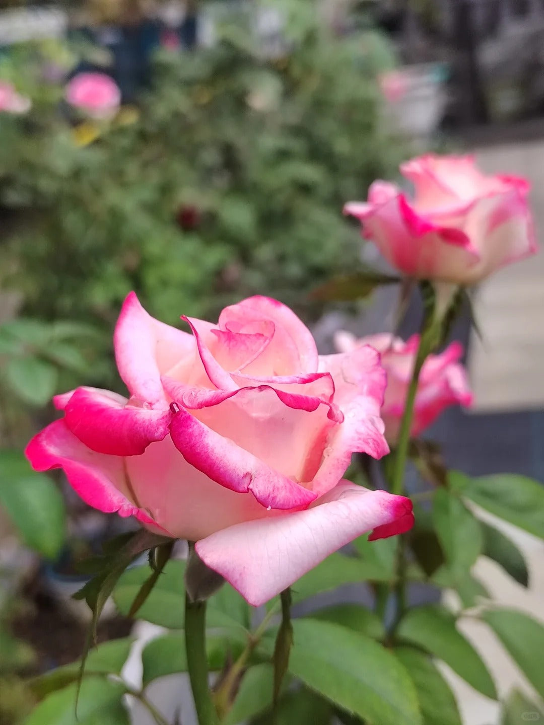 Rose ' Carrousel | 歌莎