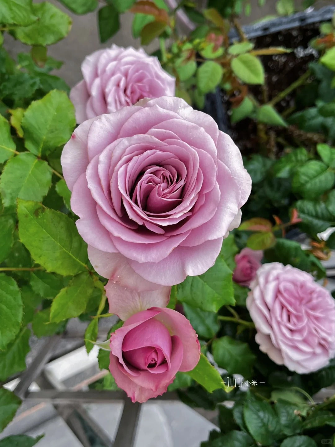 Rose ‘ Mont martre  |  蒙特马特