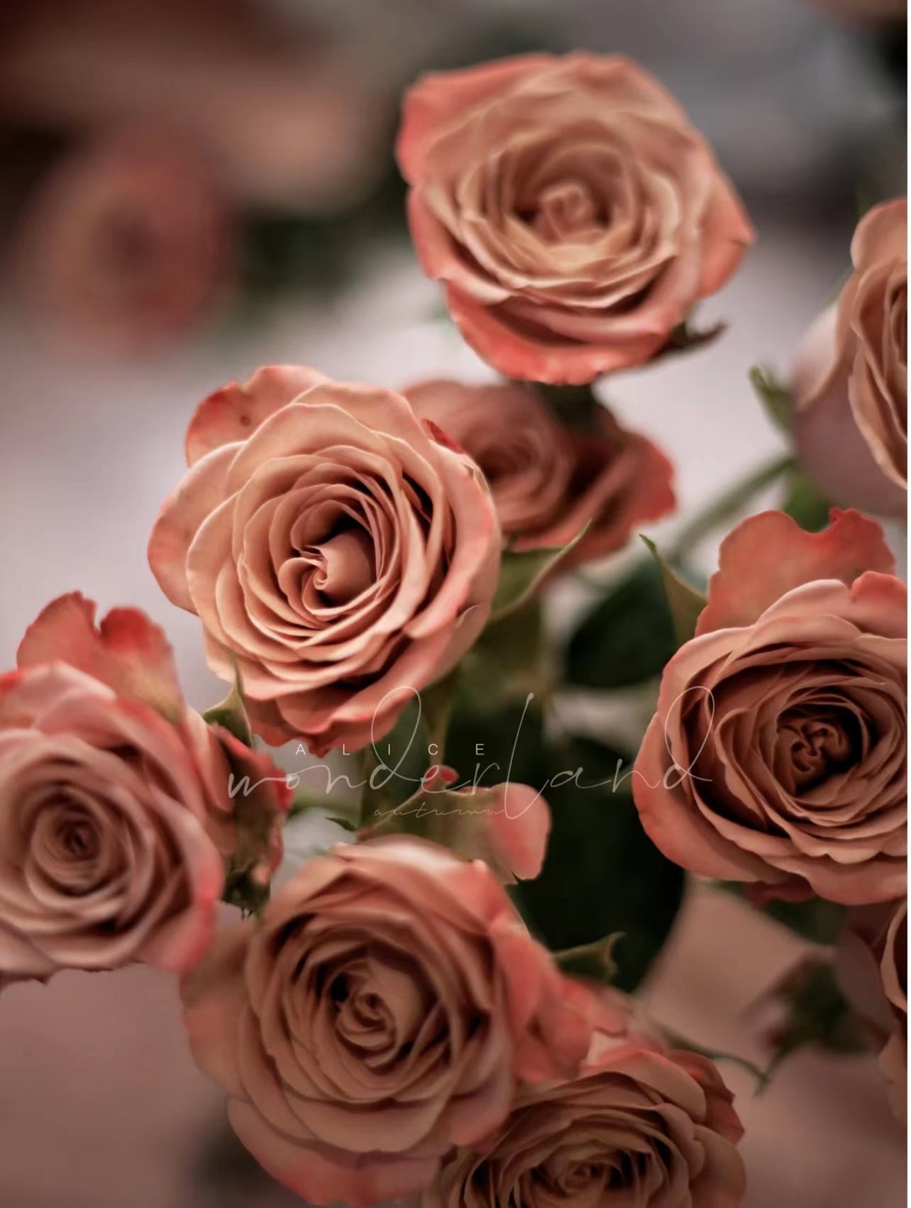 Rose ‘Cappuccino’ 卡布奇诺