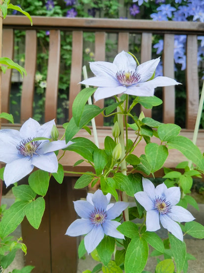 Clematis 博纳迪恩