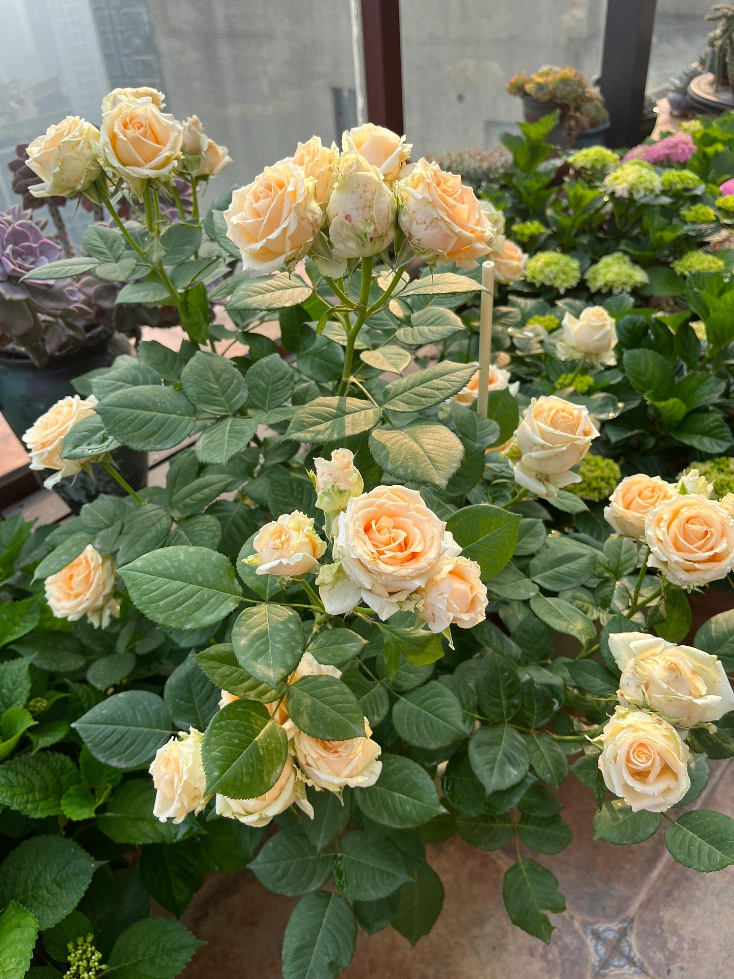 Rosa ‘Peach Avalanche  | 蜜桃雪山 ’ - Award