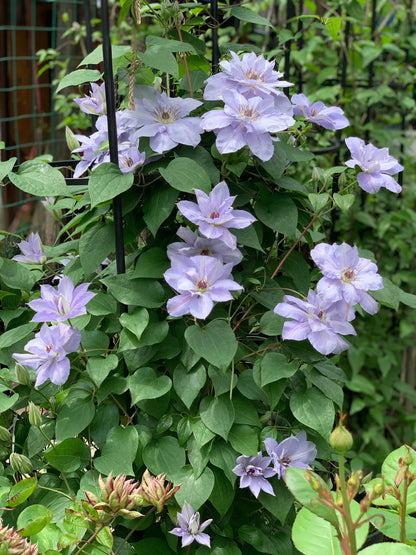Clematis ‘’Blue Cotillion｜蓝色龙沙舞‘’