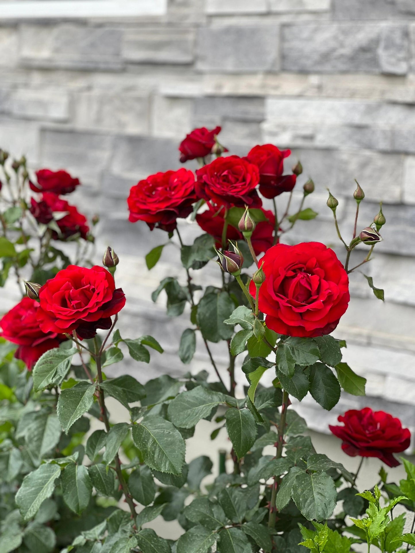 Rose ’ Red Velvet ｜ 红丝绒