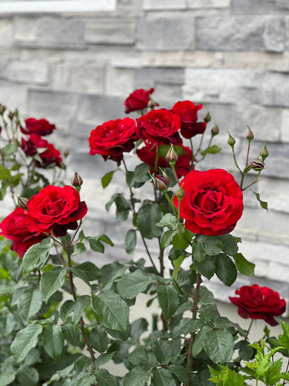 Rose ’ Red Velvet ｜ 红丝绒