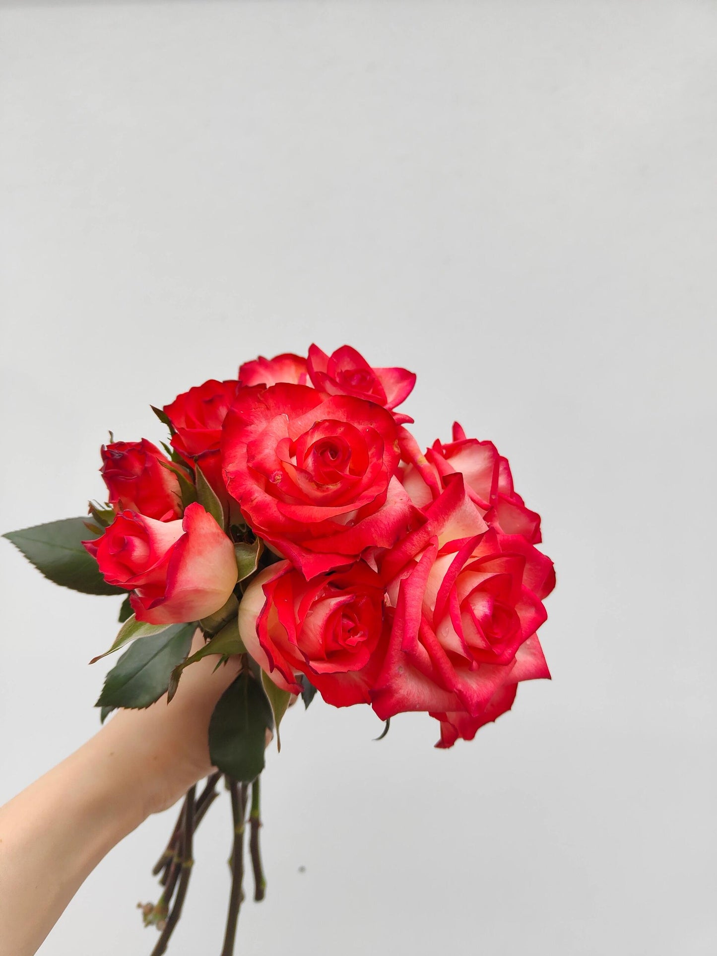 Rare Rose  ’ Yashica｜切花胭脂扣 ｜雅西卡 - New variety