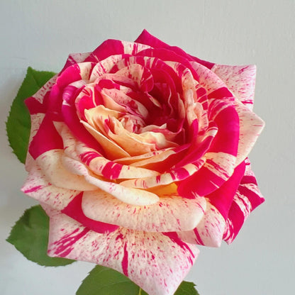 Striped Rose  ’ All American Magic ｜全美魔术