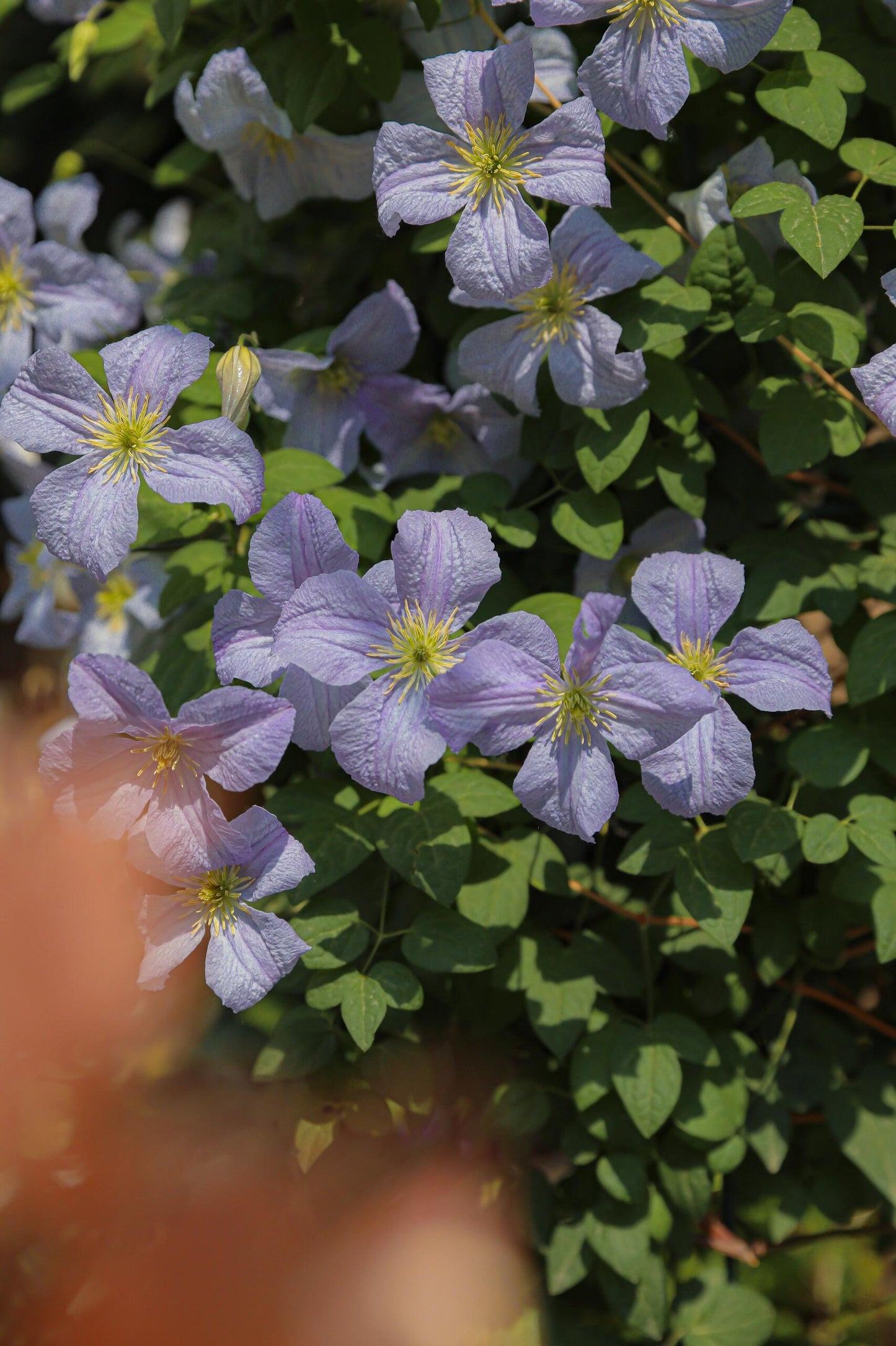 Clematis ‘’Emilia Plater｜艾米丽花盘‘’