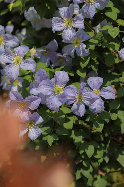 Clematis ‘’Emilia Plater｜艾米丽花盘‘’