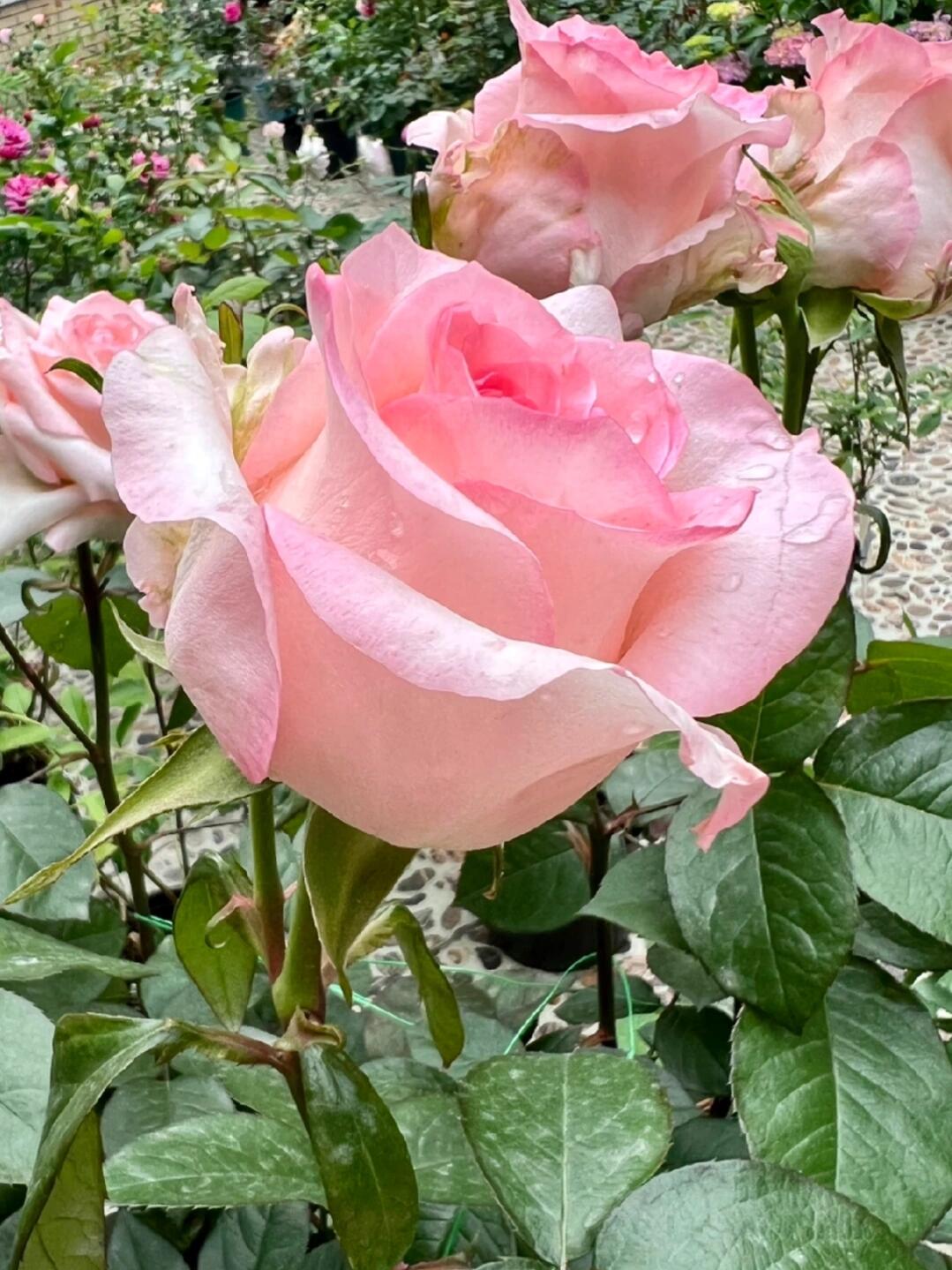 Rose  ’ BouLevard ｜ 林荫大道 | 武媚娘