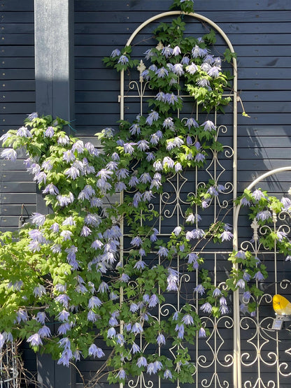 Clematis ‘’Maidwell Hall｜梅德维尔‘’