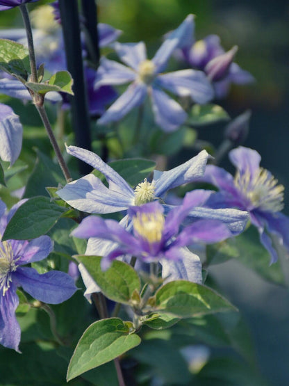 Clematis ' Sizaia Ptitsa｜ 幸福之鸟 ’