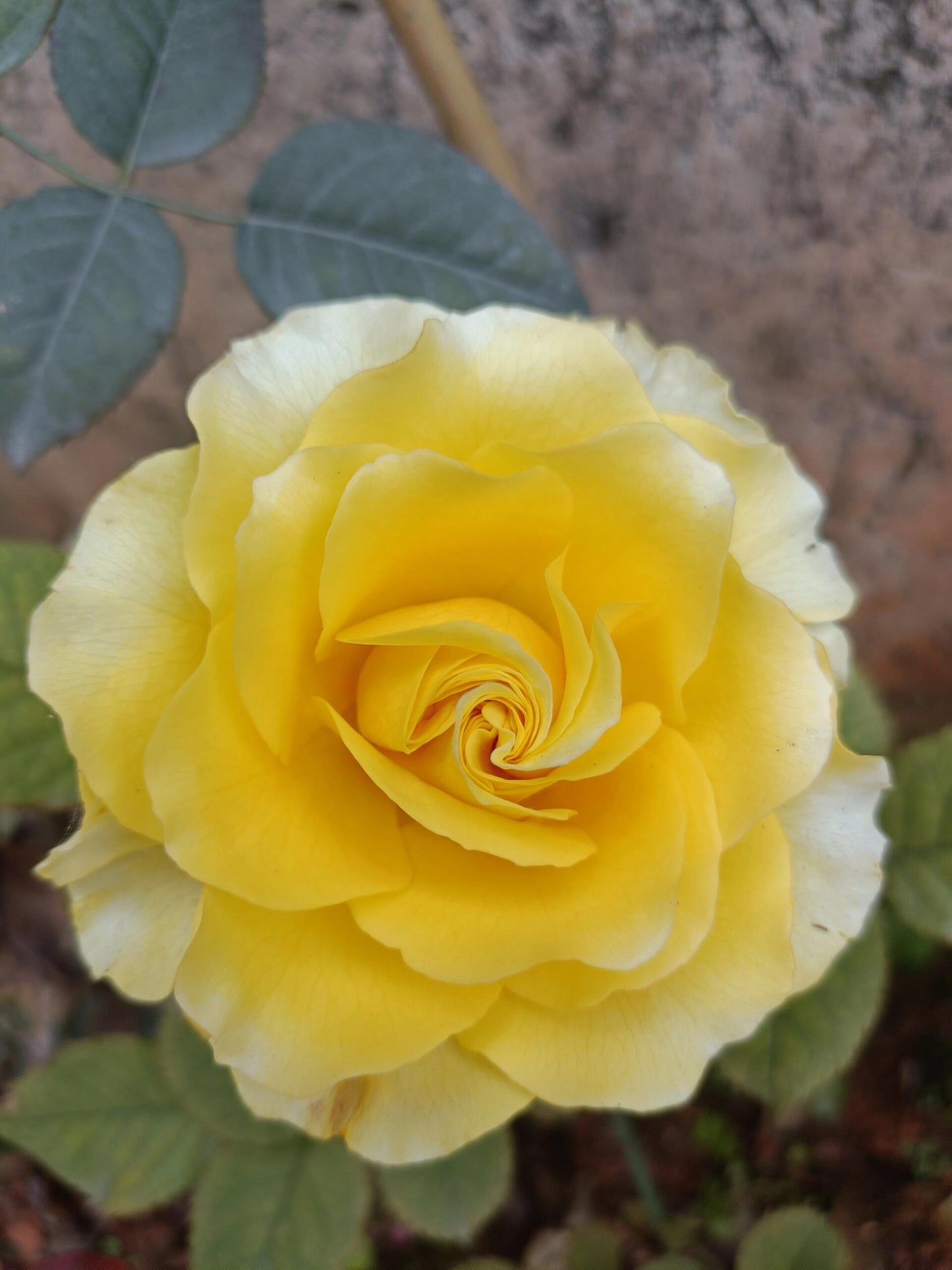 Rose  ’ Shell｜ 贝壳