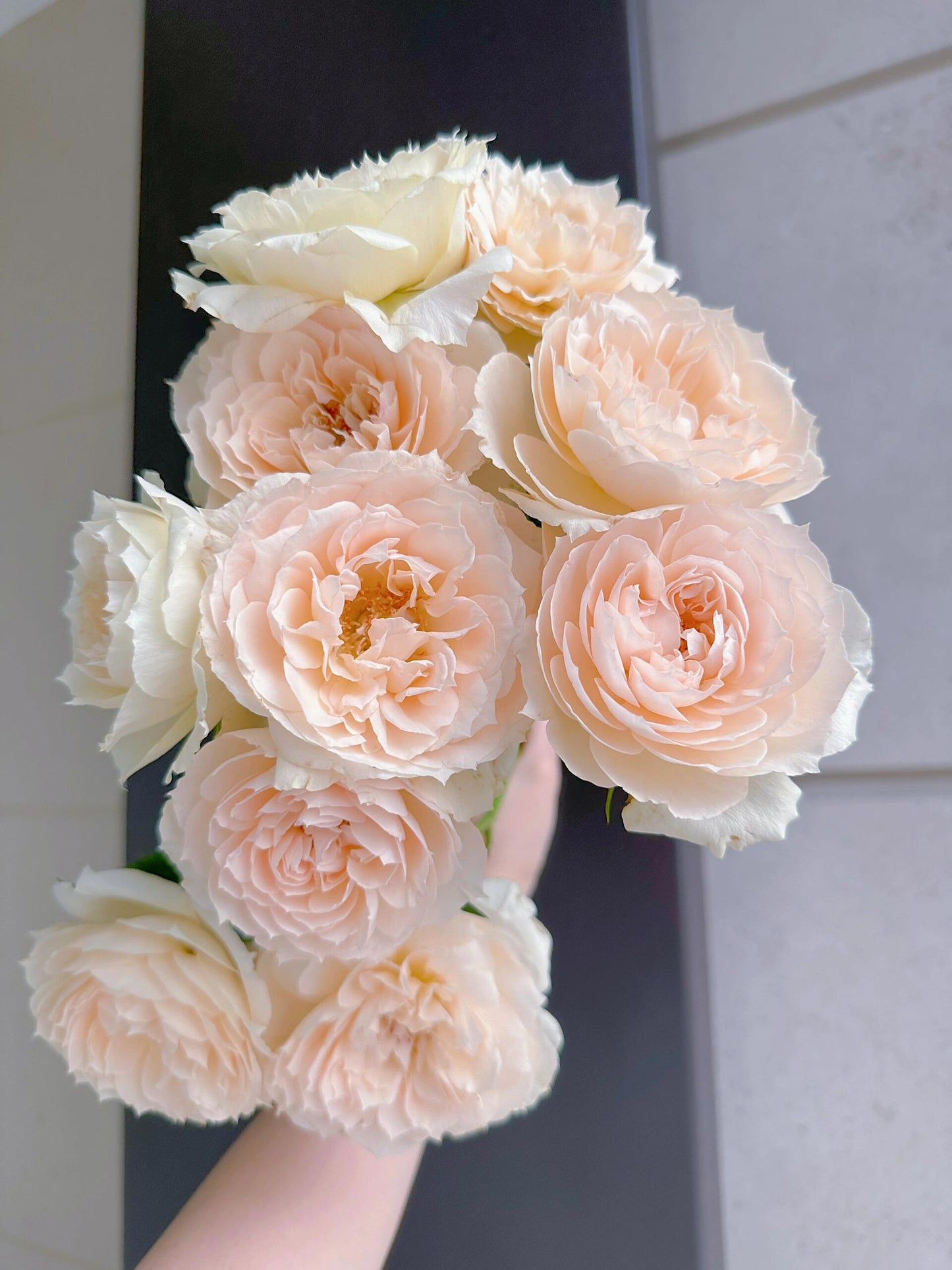 Rose  ‘ Royal Diva｜歌剧皇后'