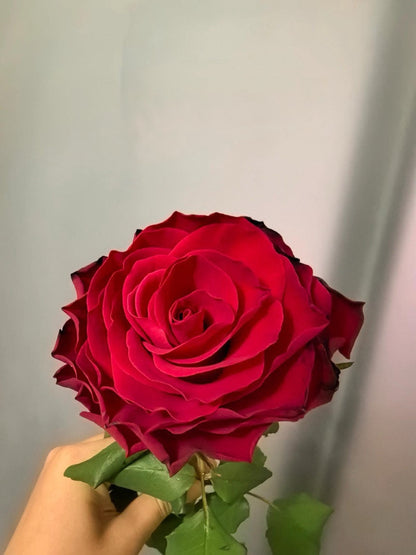 Rose  ‘ Rhodos ｜罗德斯