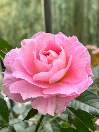 Popular Rose  ‘ Neptune King Terrazza | 海神王 ’