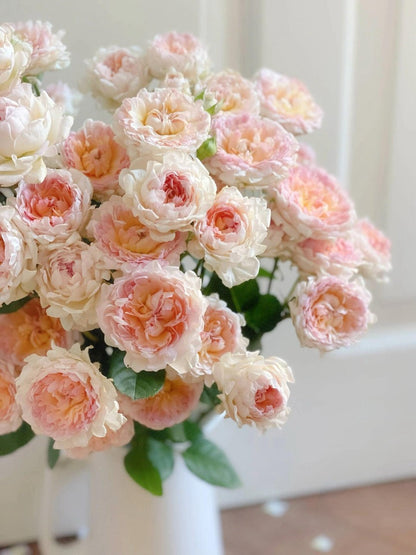 Rare Rose  ‘ Peach Anemone ｜桃子海葵 - New Variety 2023