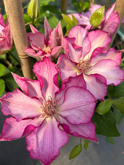 Clematis ‘’Liberty｜解放‘’