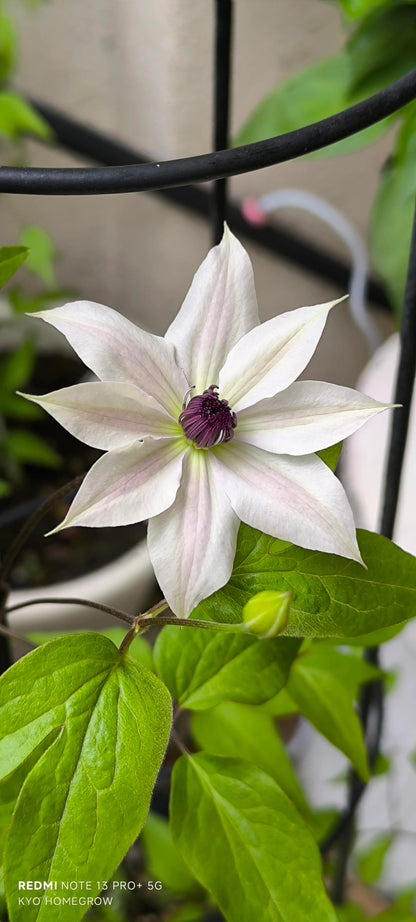 Rare Clematis ‘’Guizi｜摫子‘’
