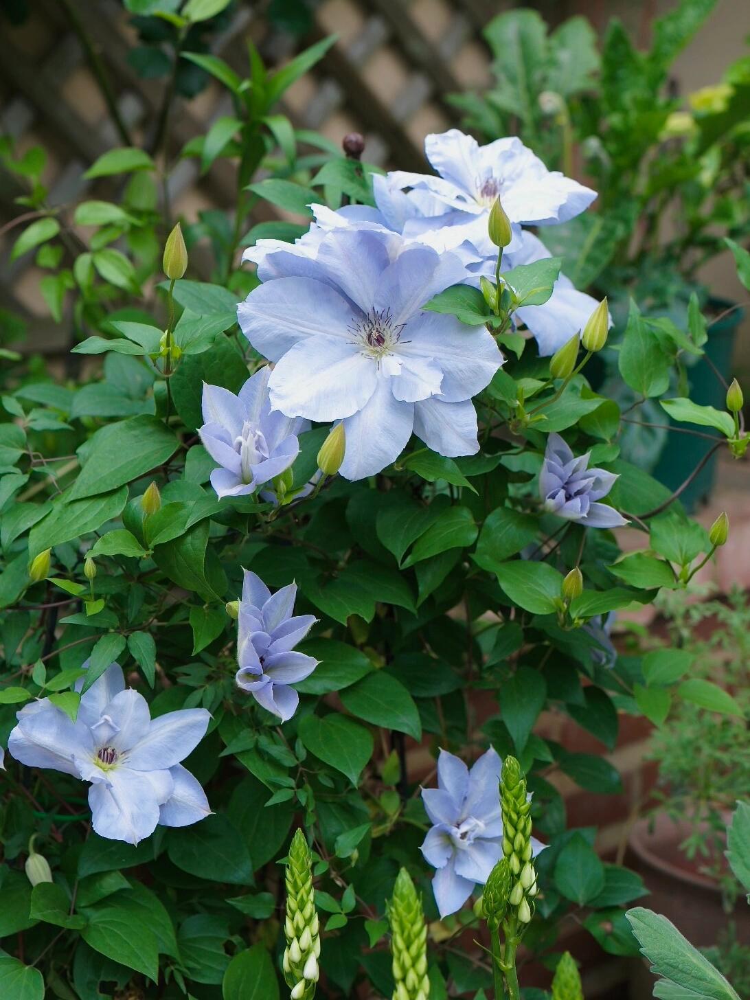 Clematis ‘’Blue Cotillion｜蓝色龙沙舞‘’