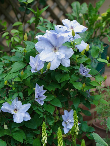 Clematis ‘’Blue Cotillion｜蓝色龙沙舞‘’