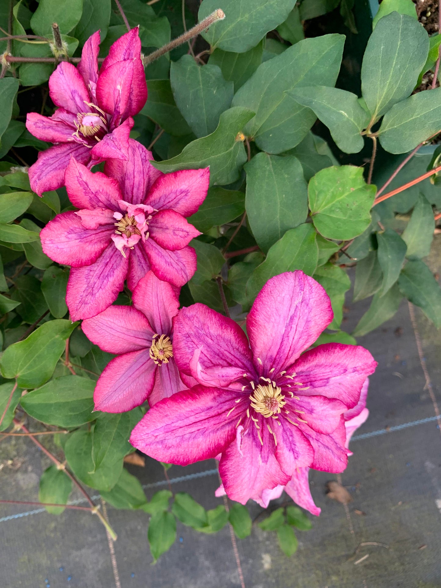 Clematis ‘’Paradiso| 天堂｜帕拉迪索‘’
