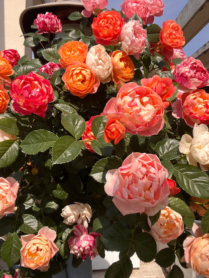 Rose 'Juice Splash' 果汁飞溅